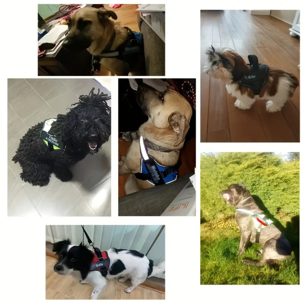 Personalised dog harness – adjustable and anti-strangulation