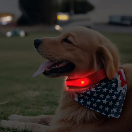 LED Light-Up Dog Collar