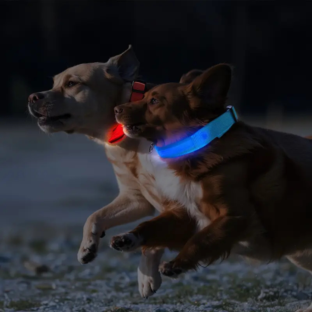 LED Light-Up Dog Collar