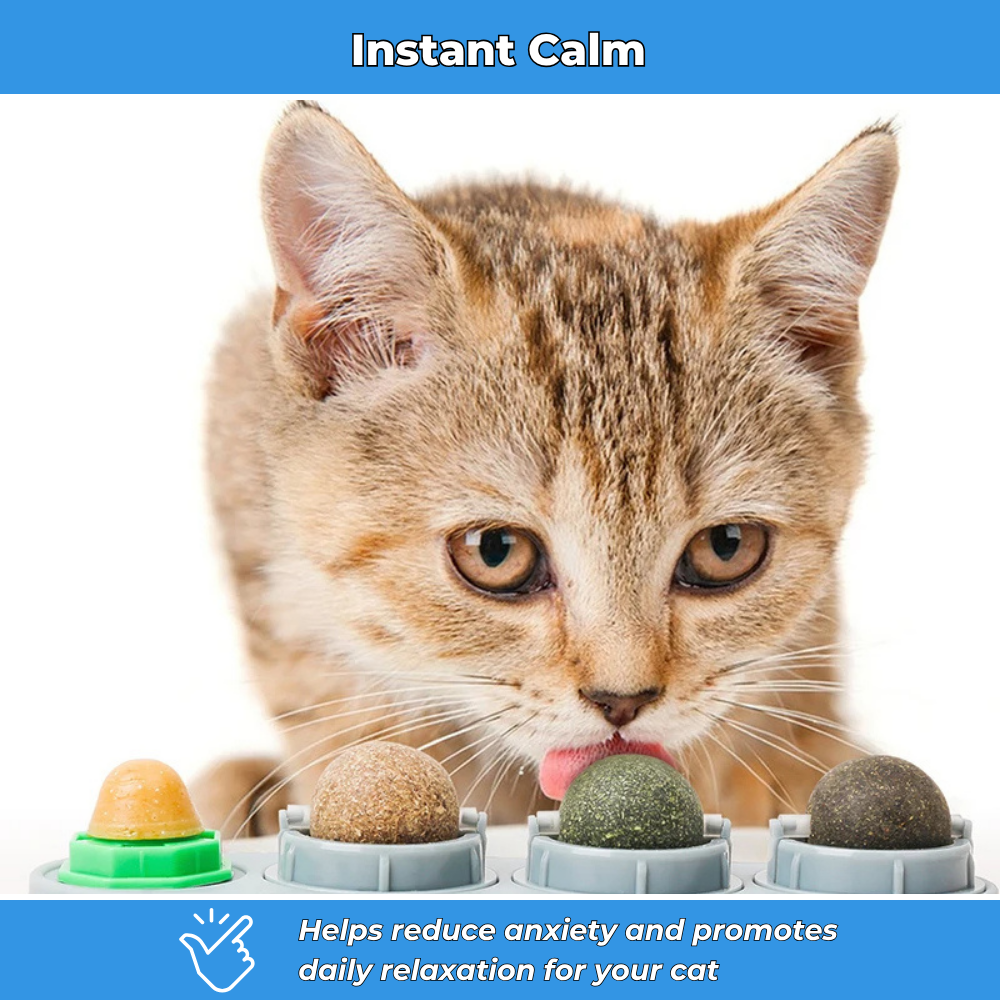 VetCat – Wall-Mounted Cat Toy with Natural Herbs